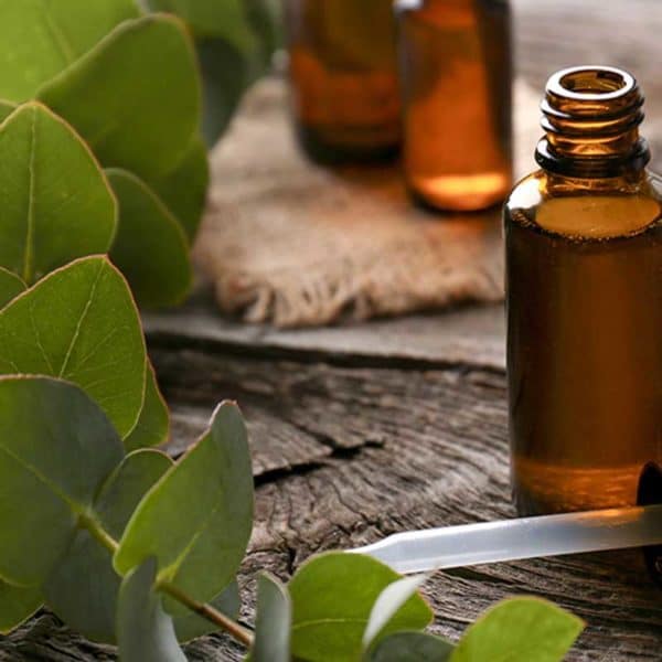 Essential oil Eucalyptus