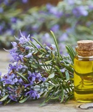 Essential oil Rosemary