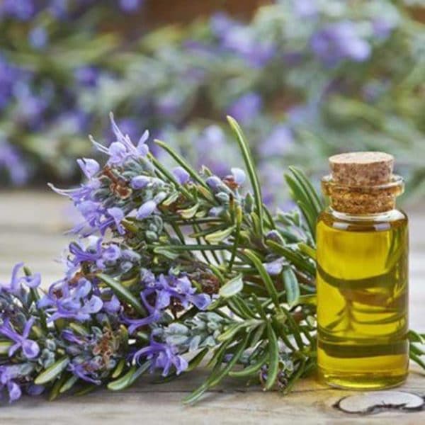 Essential oil Rosemary