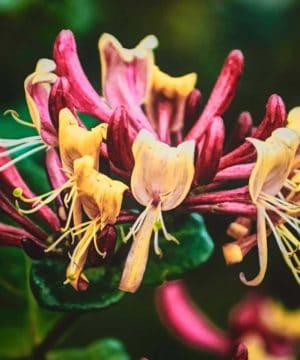 Fragrance Oil - Heavenly Honeysuckle - 100 ml