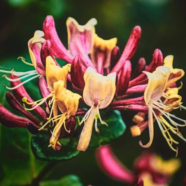 Fragrance Oil - Heavenly Honeysuckle - 100 ml