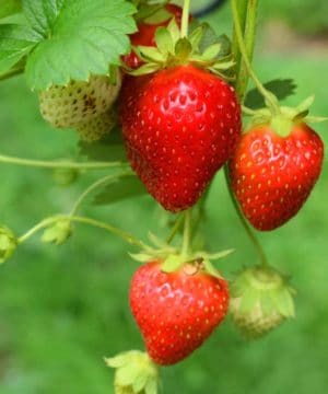 Fragrance Oil - Strawberry