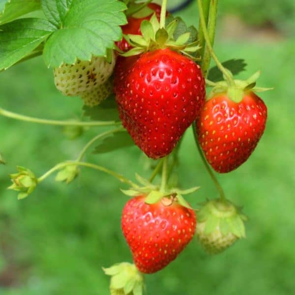 Fragrance Oil - Strawberry