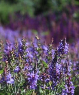 Fragrance Oil - Mountain Lavender - 100% Natural - 50 ml