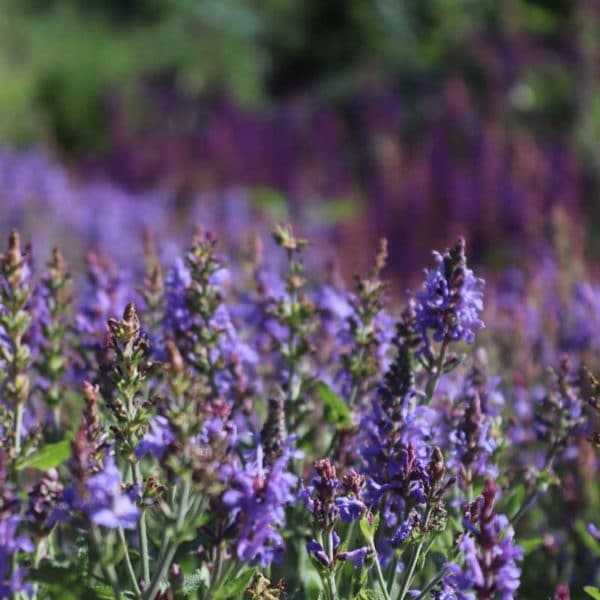 Fragrance Oil - Mountain Lavender - 100% Natural - 50 ml