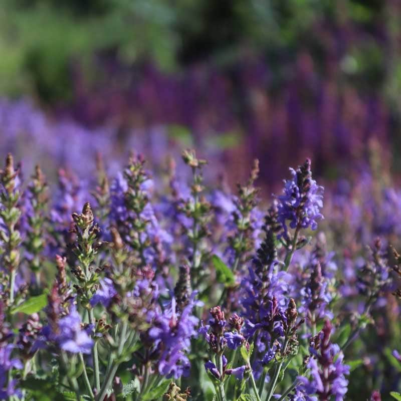 All Natural Potpourri, Lavender and Amber