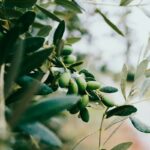 Pomace olive oil