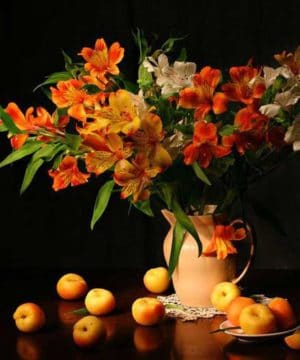 Fragrance oil - Apricot & Freesia - 100 ml