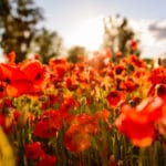 Geurolie - Sunshine Poppies - 100 ml