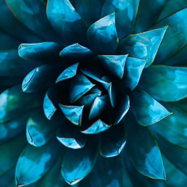 Fragrance Oil - Blue Agave - 100 ml