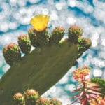 Geurolie - Cactus Bloem - 100 ml