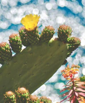 Fragrance Oil - Cactus Flower - 100 ml