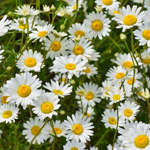 Fragrance oil - Daisies - 100 ml