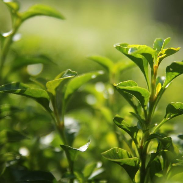 Geurolie - Groene Thee en Komkommer - 100 ml