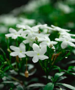 Fragrance oil - Jasmine - 100 ml