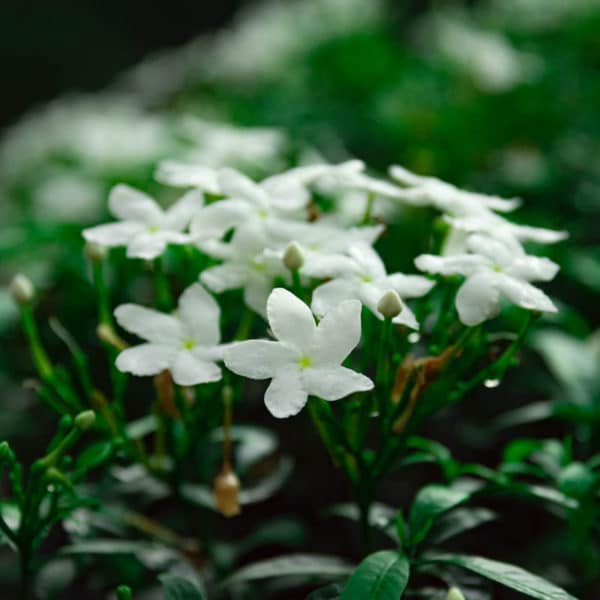 Fragrance oil - Jasmine - 100 ml