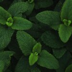 Aceite aromático - Menta Menta - 100 ml