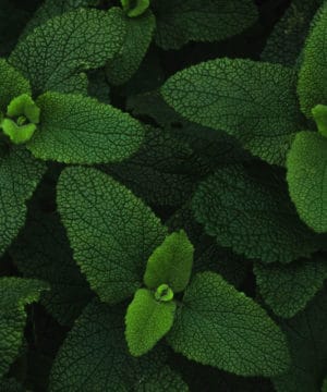 Fragrance Oil - Loves Mint - 100 ml