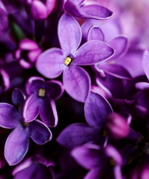 Fragrance Oil - Night Violet - 100 ml