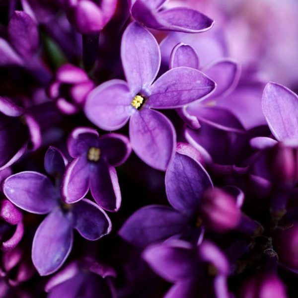 Fragrance Oil - Night Violet - 100 ml