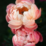 Geurolie - Pioenroos en Amberhout - 100 ml