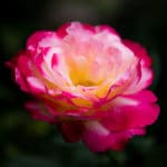 Olio profumato - Geranio rosa - 100 ml
