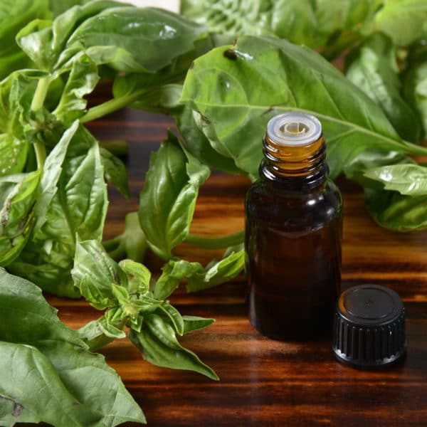 Basil essential oil