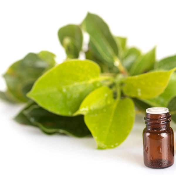 Camphor essential oil