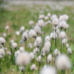 Geurolie - Cottongrass - 100 ml