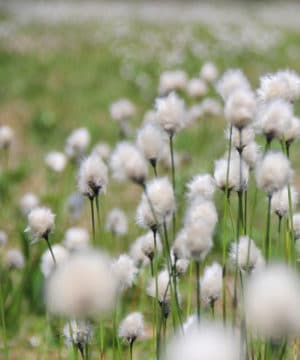 Aceite de fragancia - Cottongrass - 100 ml