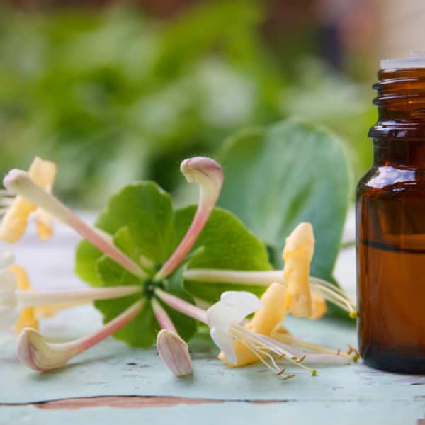 Honeysuckle Essential Oil