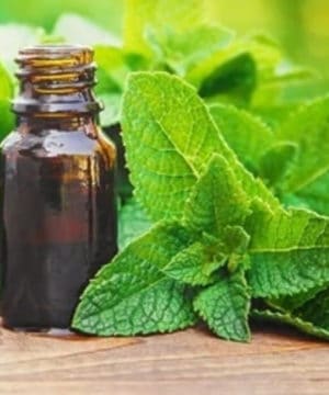 Peppermint Essential Oil