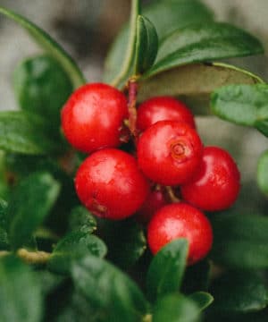 Aceite de fragancia - Arándano rojo picante