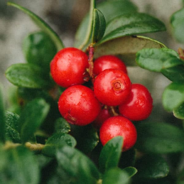 Huile parfumée - Myrtille rouge épicée