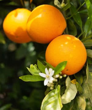 Olio profumato - Neroli e fiori di karité