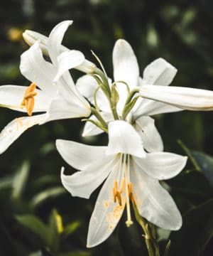 Olio profumato - Giglio bianco e aloe