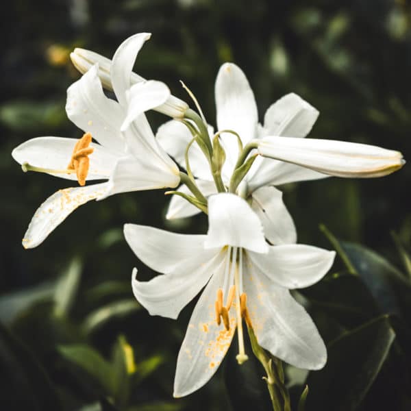 Olio profumato - Giglio bianco e aloe