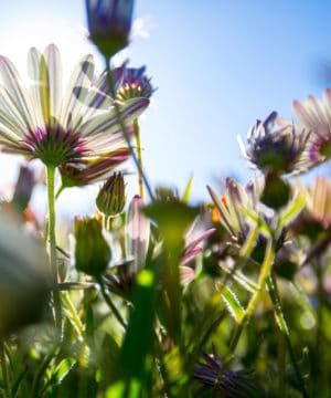 Aceite de fragancia - Flores silvestres