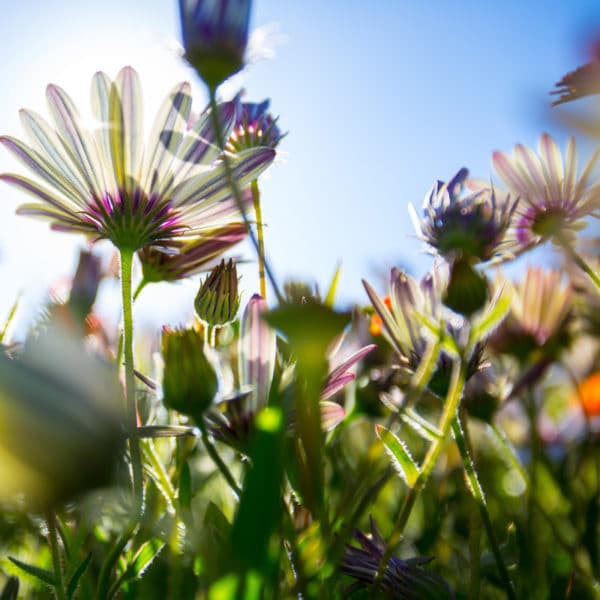 Olio profumato - Fiori di campo