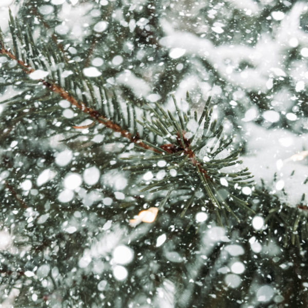 Fragrance Oil - Frosted Fir - 10 ml
