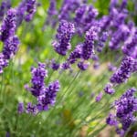 Geurolie - Lavendel
