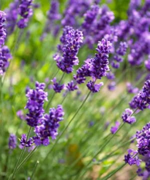 Fragrance oil - Lavender