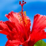 Geurolie - Zoete Nectar & Hibiscus