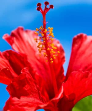 Geurolie - Zoete Nectar & Hibiscus