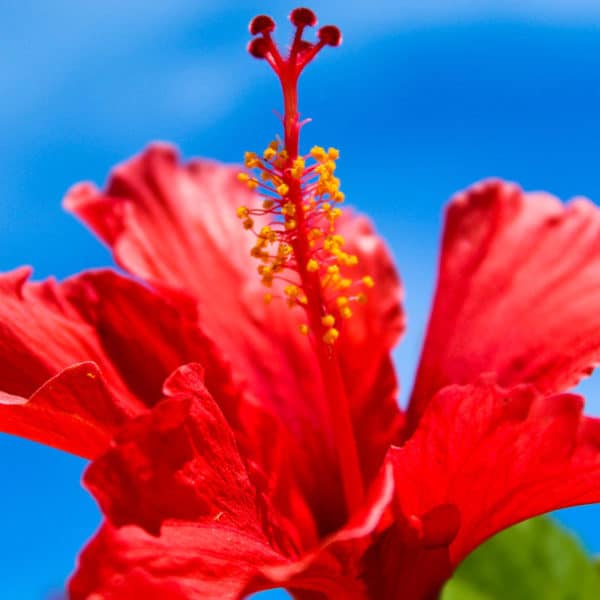 Geurolie - Zoete Nectar & Hibiscus