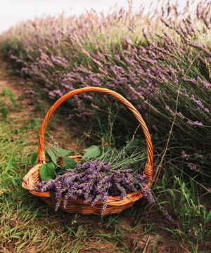 Olio profumato - Lavanda pacifica