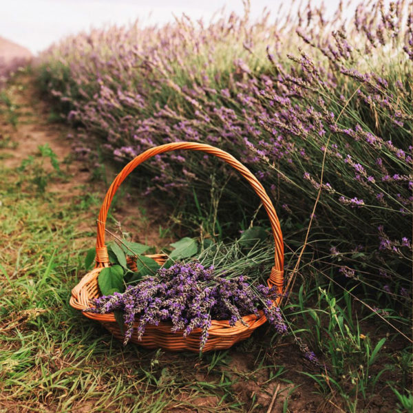 Geurolie - Vredige Lavendel