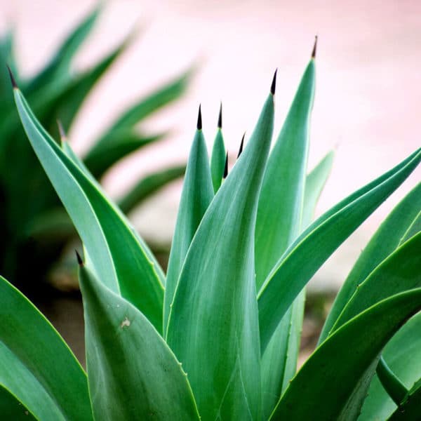 Parfümöl - Smaragd-Agave