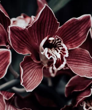 Geurolie - Betoverde Orchidee