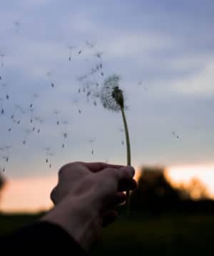 Aceite con fragancia - Thousand Wishes